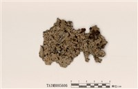 藏品(亞變梅衣)的圖片